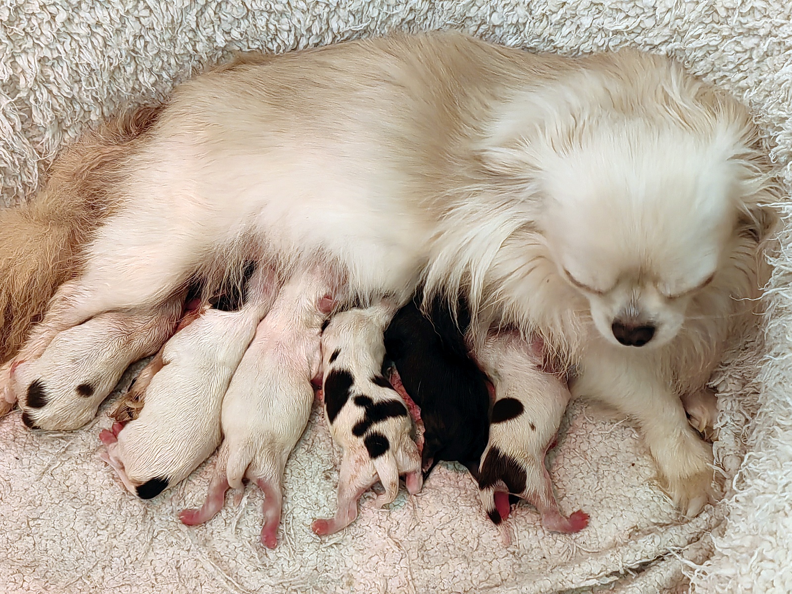 Chihuahua puppies