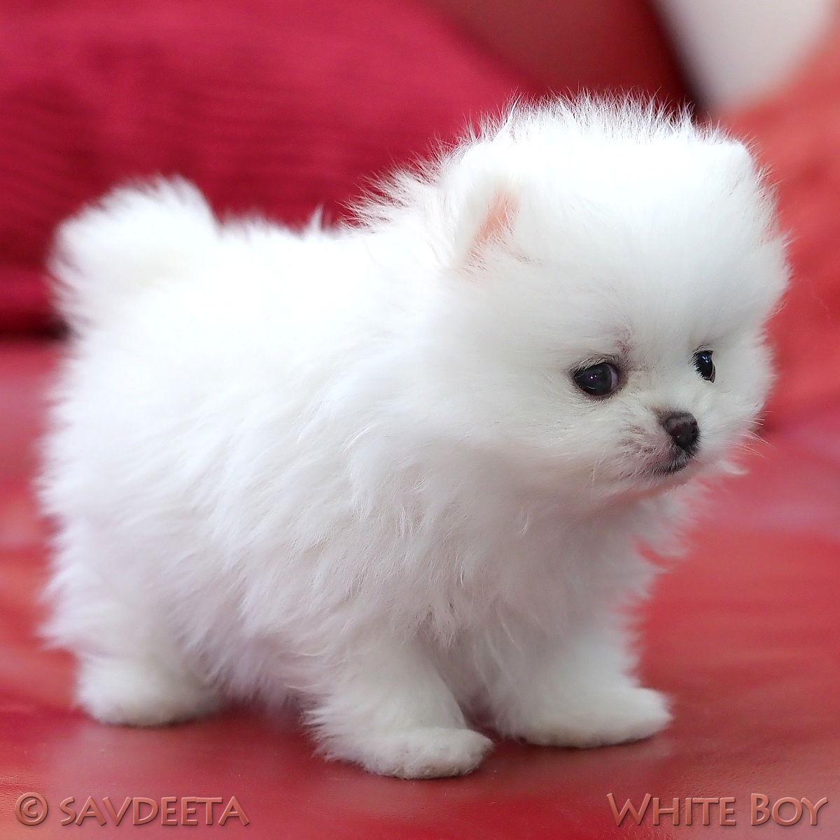 Pomeranian puppy