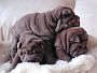 Lilac Puppies