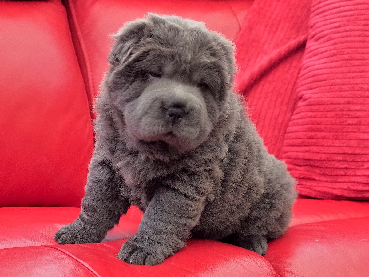 Bear-coat Shar-Pei puppy