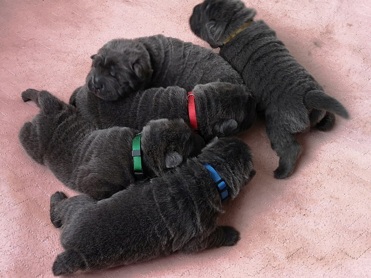 Bear coat Shar-Pei puppies