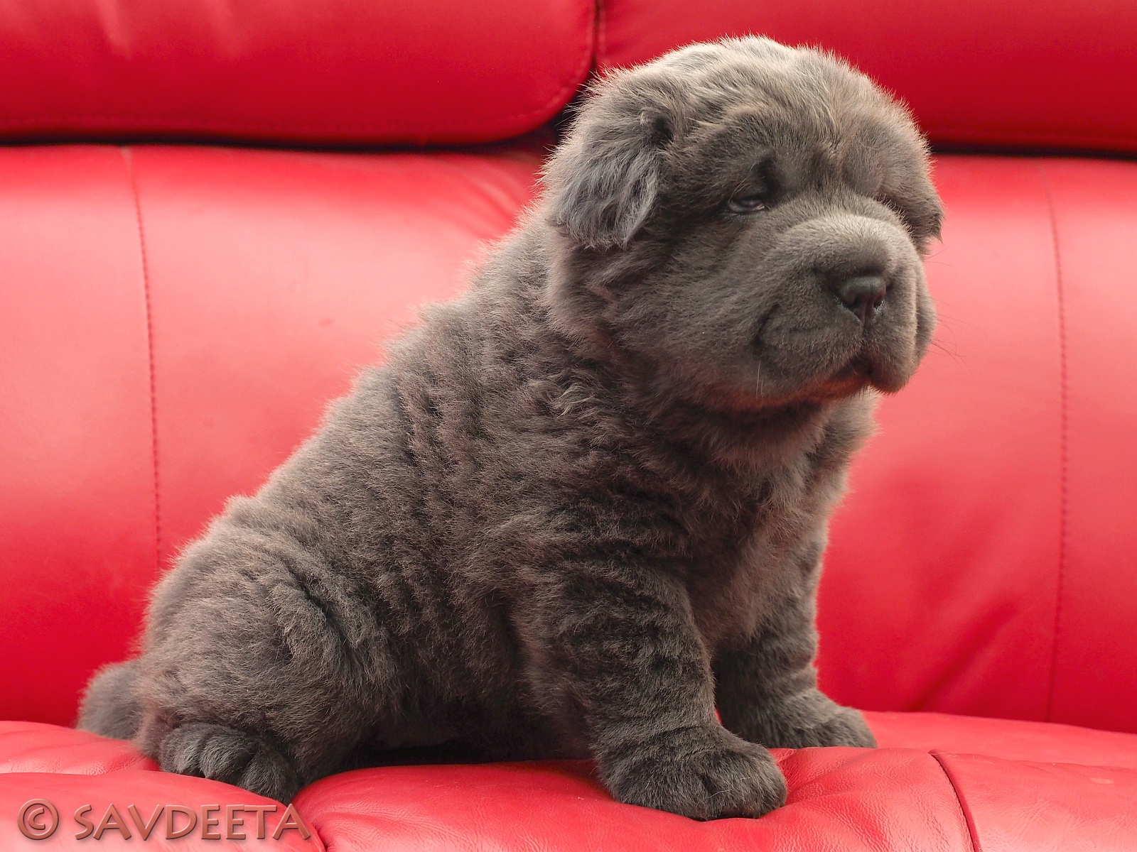 Savdeeta Available SharPei Puppies