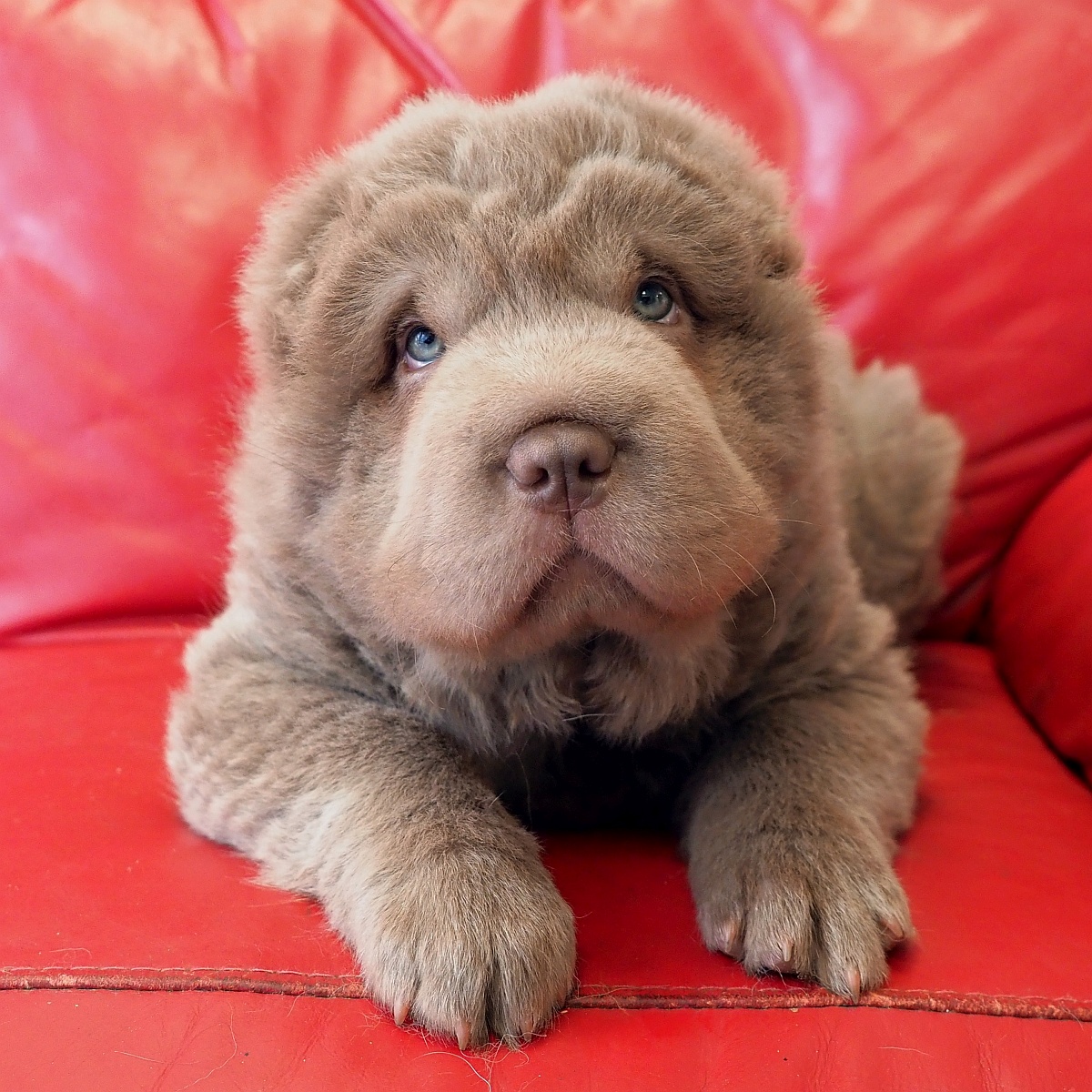 Bear coat Shar-Pei puppies