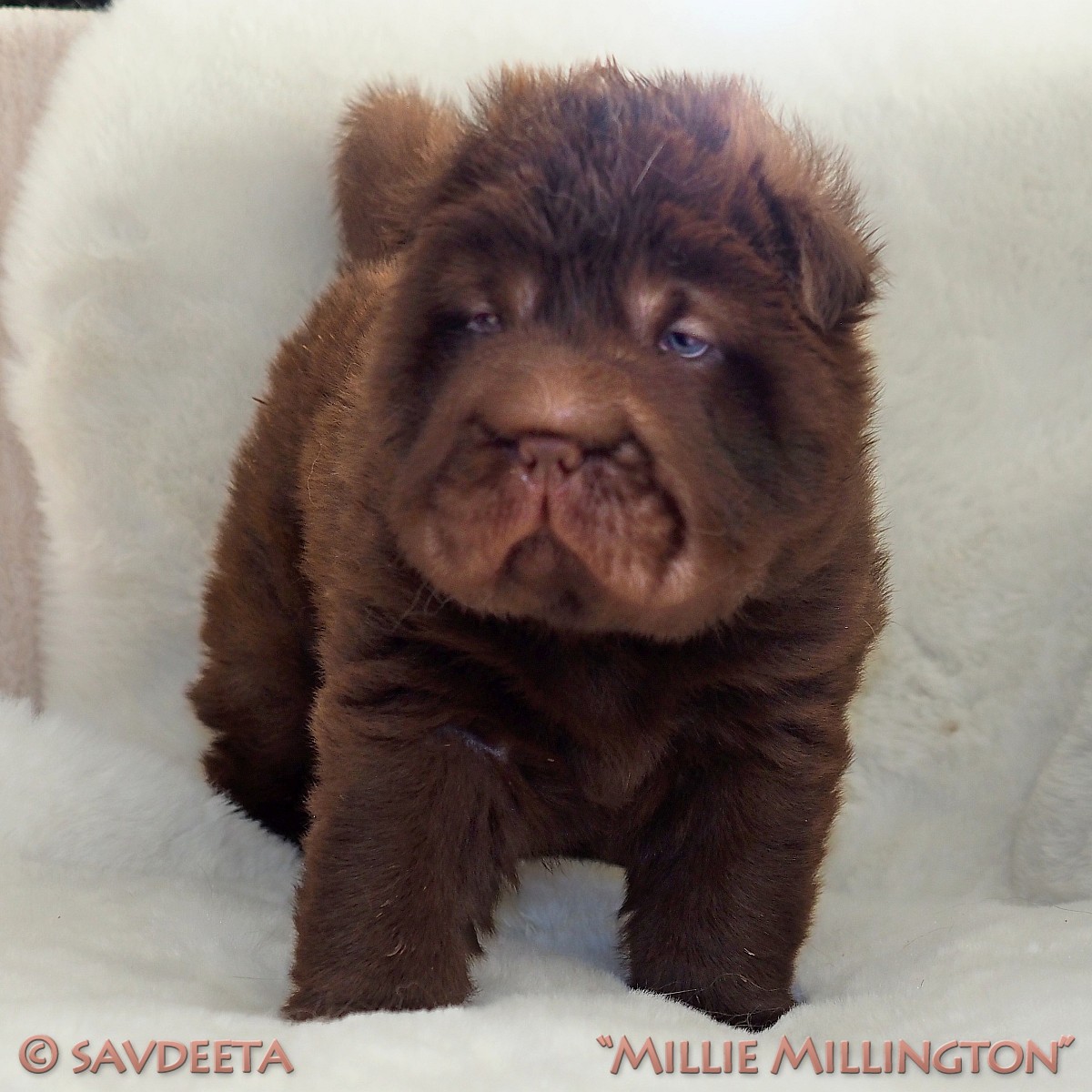 Bear coat Shar-Pei puppies